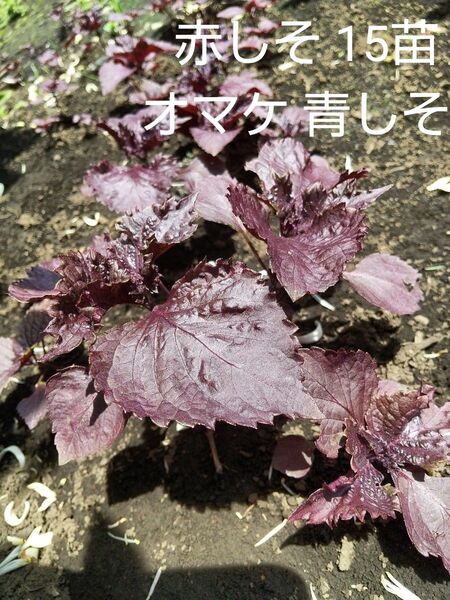 赤しそ 15苗+ 青しそ オマケ