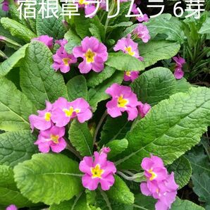 宿根草プリムラ 濃いピンク 6芽