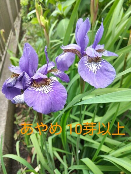 あやめ アヤメ 菖蒲 抜き苗 10芽以上