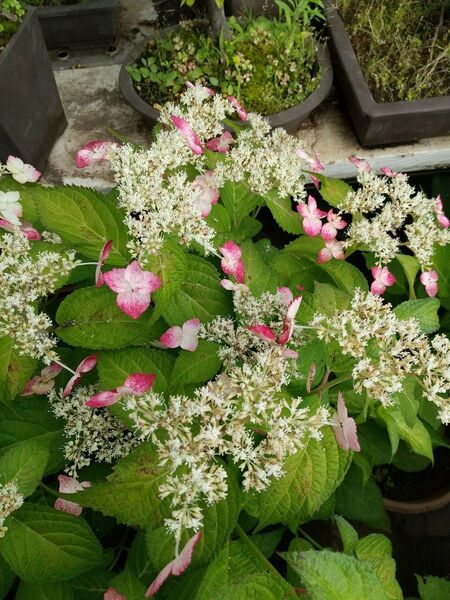 山紫陽花 アジサイ 紅 くれない 発根苗