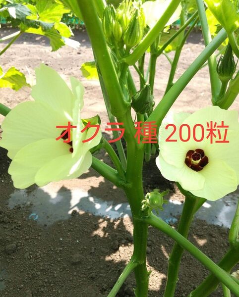 オクラ 種 200粒