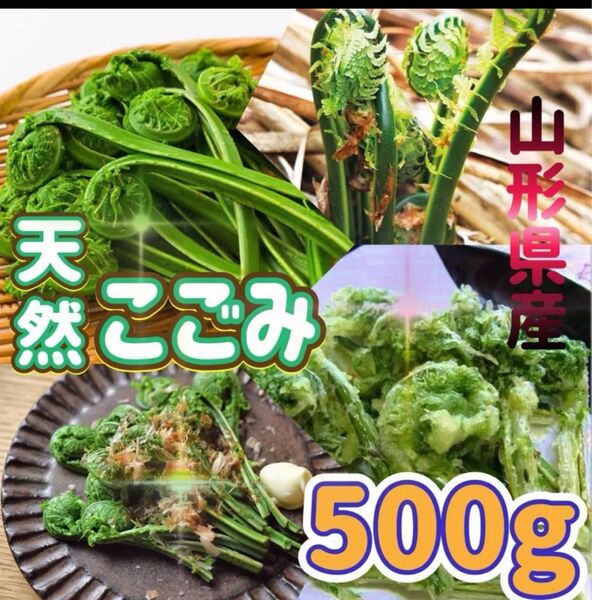 新鮮天然 こごみ 500g 山形県産