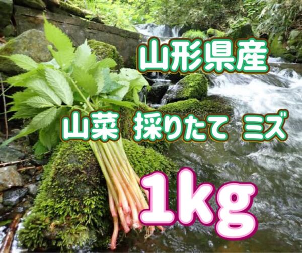 天然 採りたて ミズ 1kg 山形県産 みず