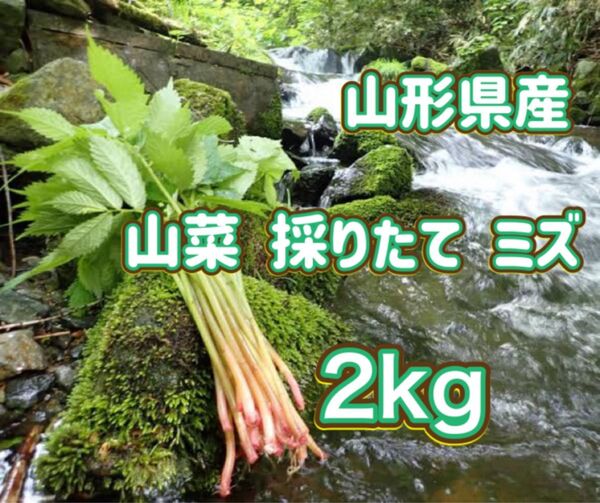天然 採りたて ミズ 2kg 山形県産