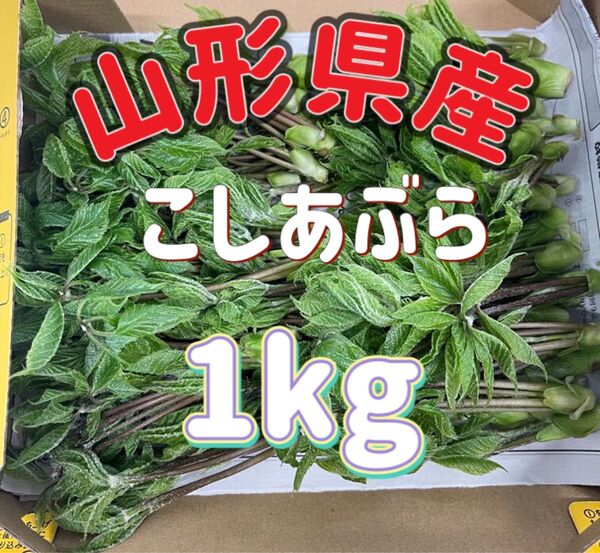 天然 こしあぶら 1kg 山形県産