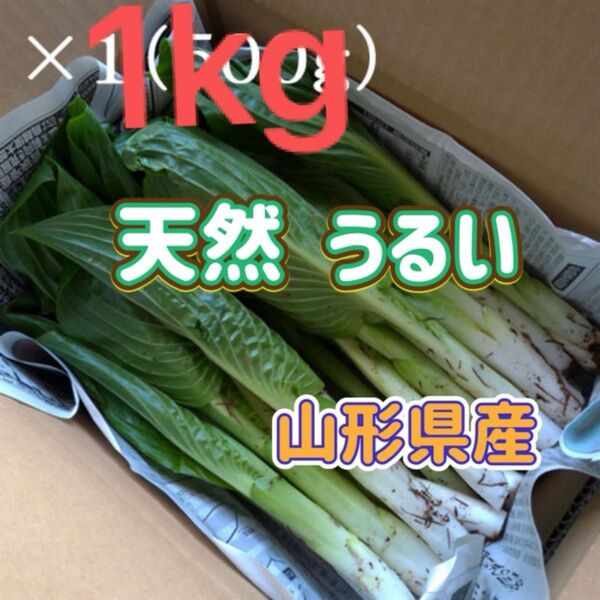 天然 うるい 1kg 山形県産 ウルイ