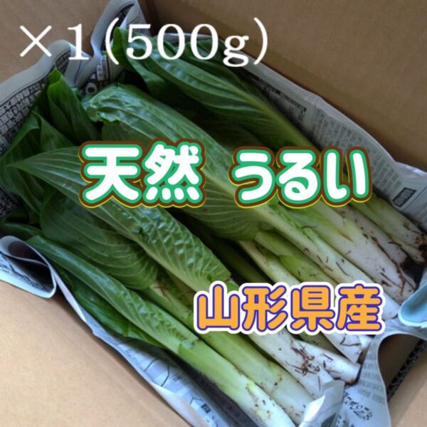 天然 うるい 500g 山形県産 ウルイ