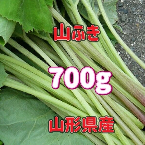 天然 山蕗(やまぶき・フキ)700g 山形県産