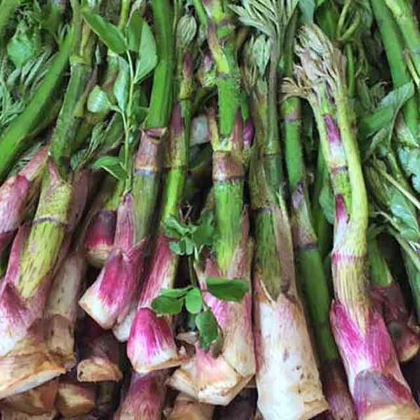 天然 山うど 800g 山形県産 山菜