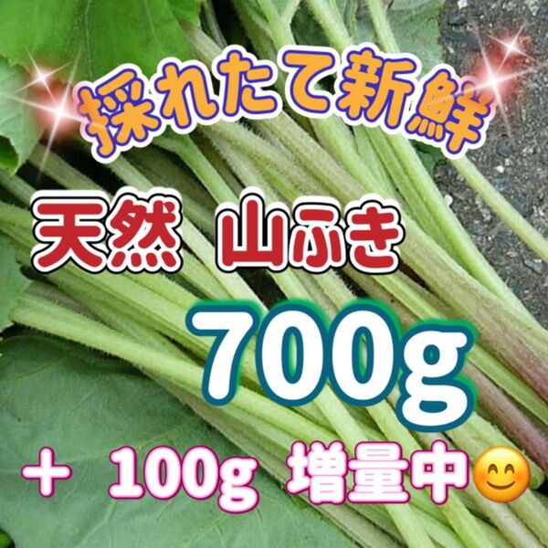 天然 山蕗(やまぶき・ふき) 700g 山形県産