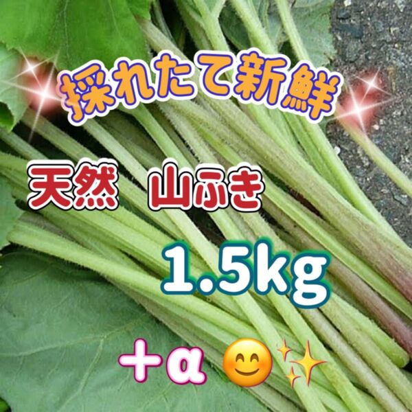 天然 山蕗(やまぶき・ふき) 1.5kg 山形県産
