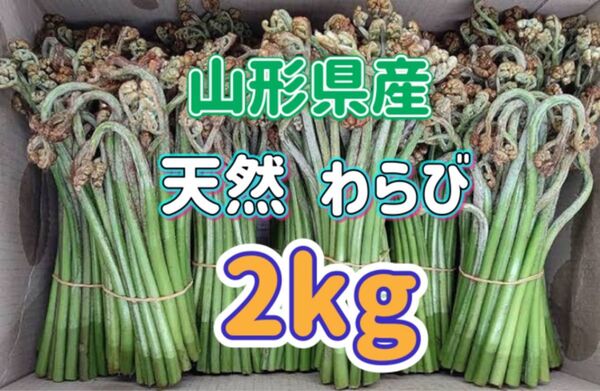 天然 わらび 2kg 山形県産 ※重曹付