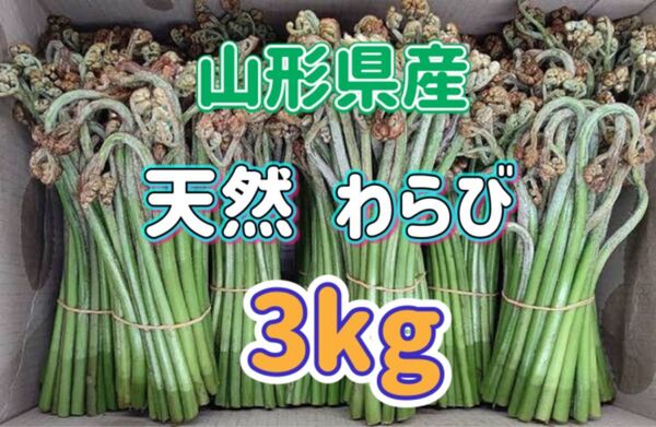 天然 わらび 3kg 山形県産 ※重曹付