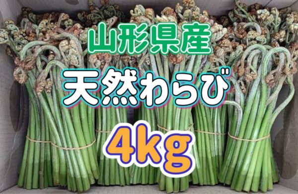 天然 わらび 4kg 山形県産 ※重量付