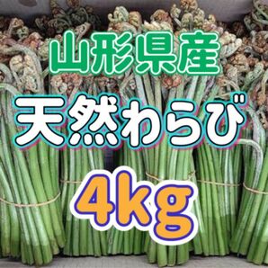 天然 わらび 4kg 山形県産 ※重量付