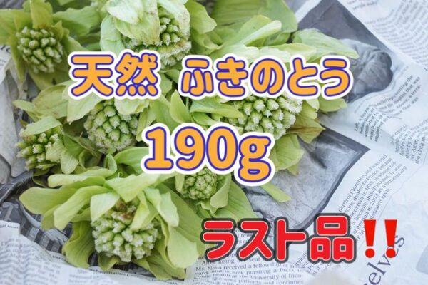 天然 ふきのとう 190g 山形県産 ラスト品!