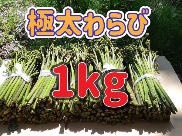 極太わらび 1kg 山形県産