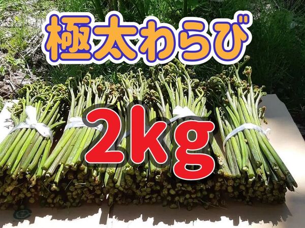 極太わらび 2kg 山形県産