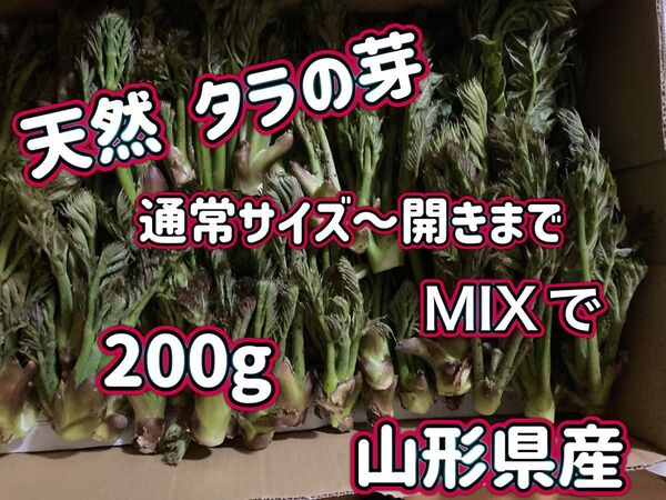 天然 タラの芽 200g 山形県産