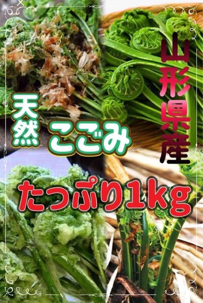 新鮮天然 こごみ 1kg 山形県産 朝どり
