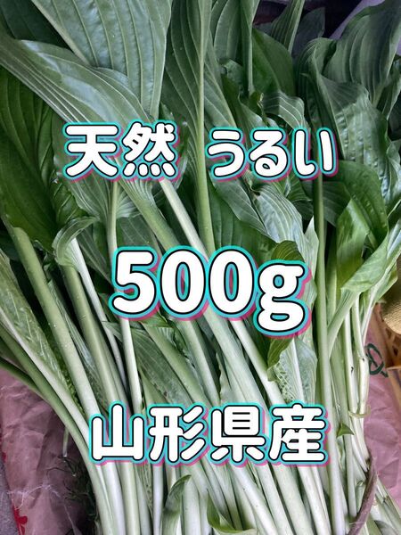 天然 うるい 500g 山形県産 ウルイ