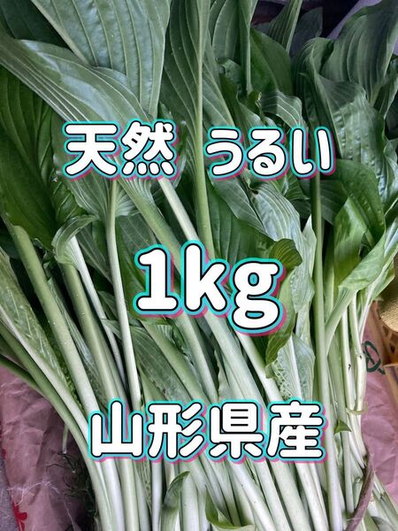 天然 うるい 1kg 山形県産 ウルイ