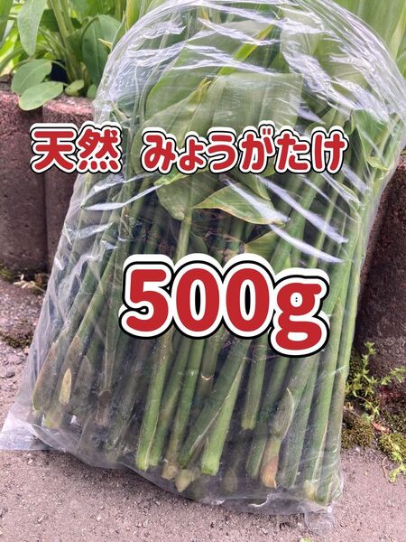 天然 みょうがたけ 茗荷竹 500g 山形県産