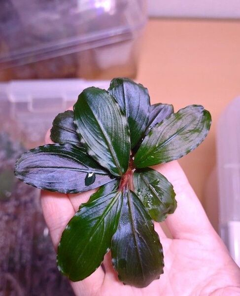 Bucephalandra sp Red Serenade