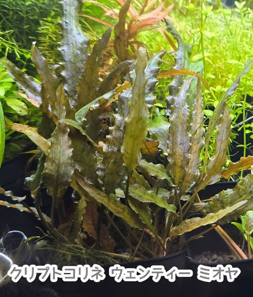 クリプトコリネ ウェンティー ミオヤ