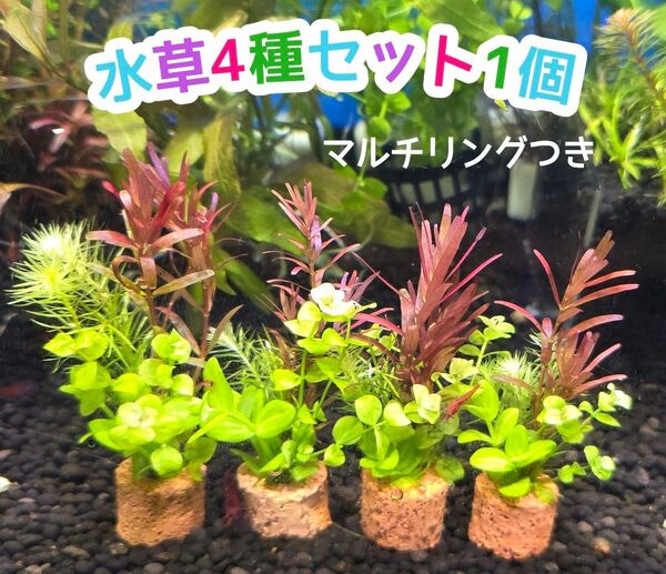 水草4種セット1個