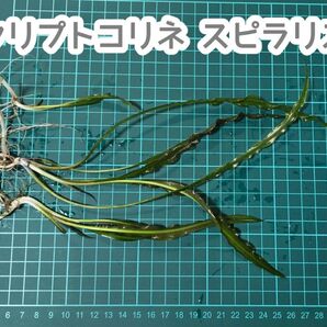 クリプトコリネ スピラリス バース便(現品)