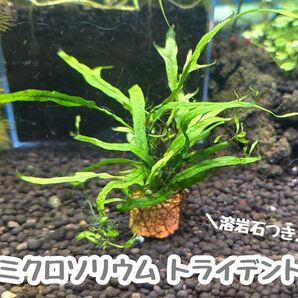 ミクロソリウム トライデント