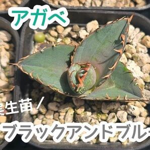 アガベ ブラックアンドブルー
