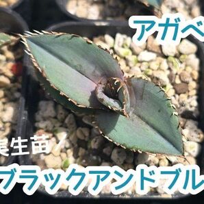 アガベ ブラックアンドブルー