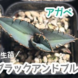 アガベ ブラックアンドブルー