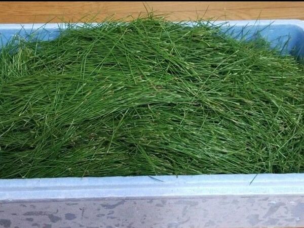天然赤松の葉のみ500g 松葉ジュース、松葉茶、松葉サイダーなどに。使いやすく葉のみにしています。