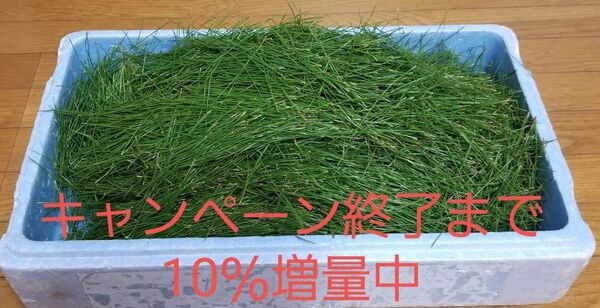 天然赤松の葉のみ500g 松葉ジュース、松葉茶、松葉サイダーなどに。使いやすく葉のみにしています。