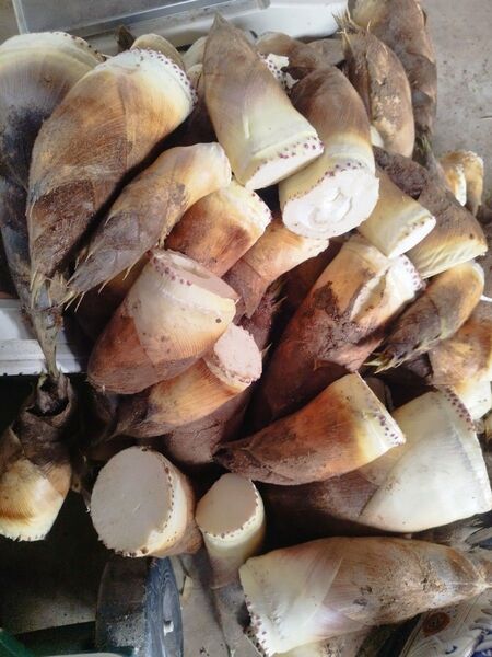 自然栽培 タケノコ 3kg 3本〜6本