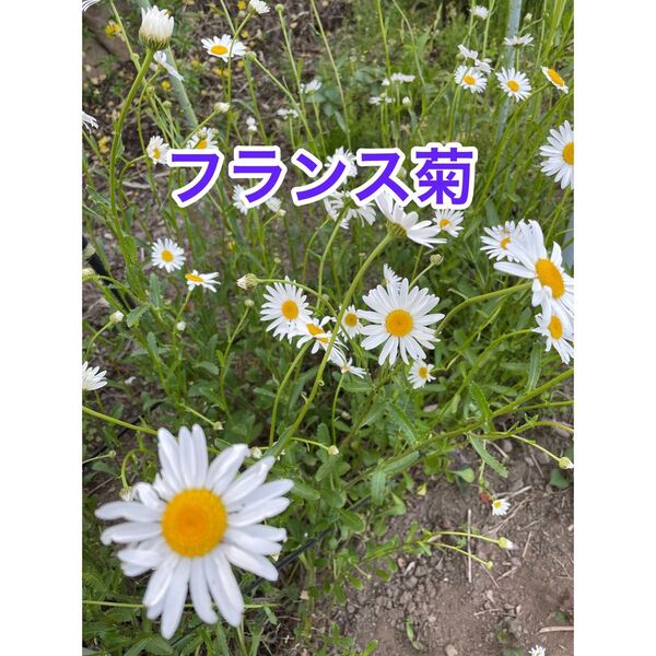 フランス菊の苗(小さめ)4本 抜き苗発送