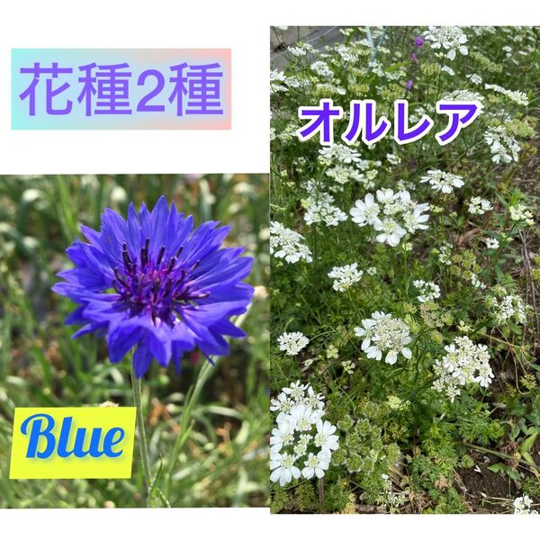 ブルーガーデン作りに♪オルレアと矢車草ブルーの種子 各50粒