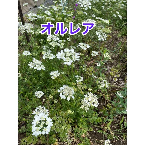 オルレアの種子100粒 匿名配送