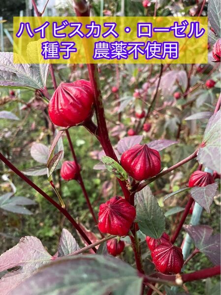 ハイビスカス・ローゼルの種子20粒