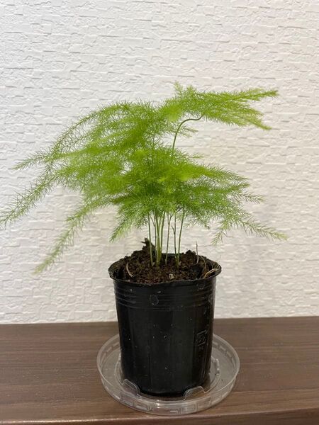 アスパラガス プルモサス ミニ観葉食物 抜き苗発送