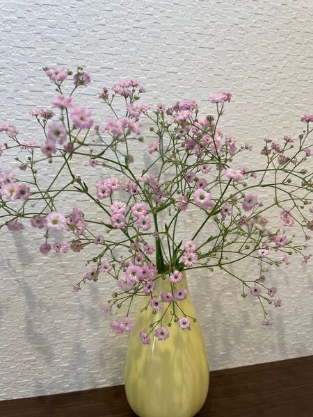 かすみ草(ピンク) フレッシュ 6本