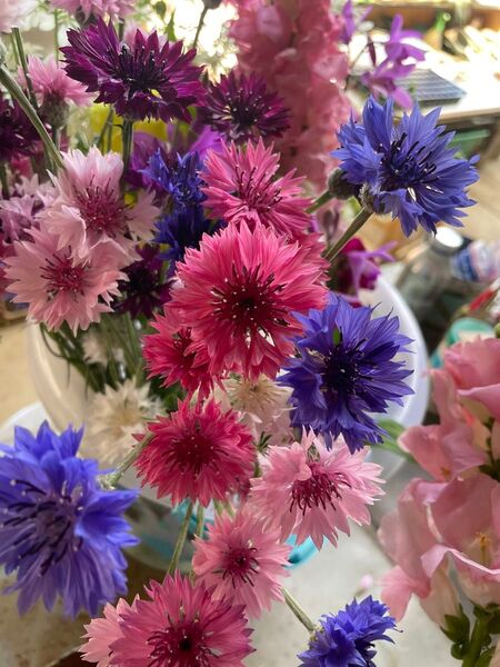 矢車草の切り花・訳あり!花材に♪