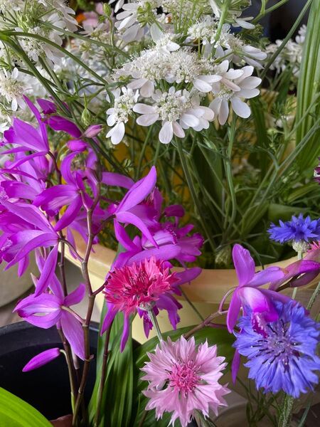 季節の切り花 訳あり!農家直送