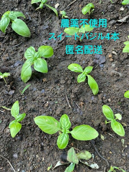 スイートバジル4本 抜き苗・農家直送!匿名発送