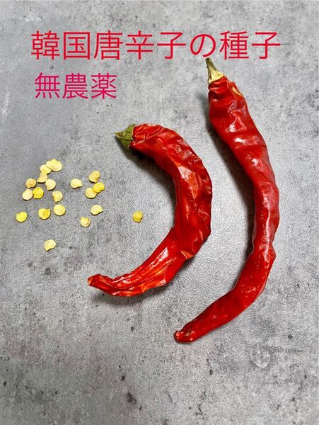 韓国唐辛子(無農薬)の種子 20粒