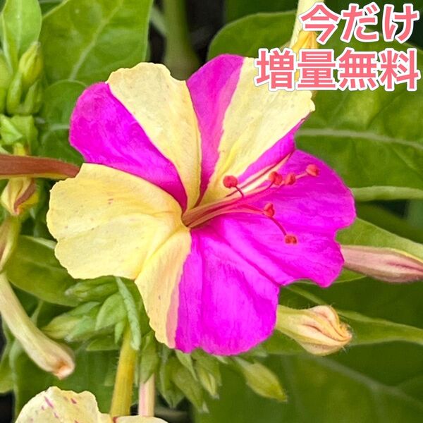 オシロイバナの種(黄×ピンク) 20粒 花の種 カラフル カワイイ