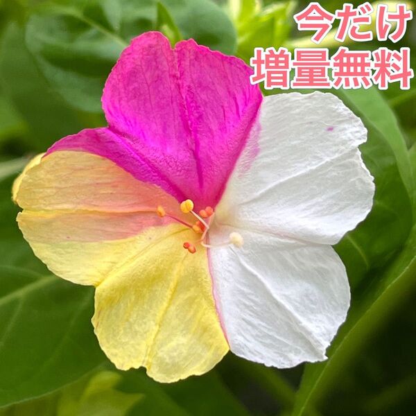 オシロイバナの種(白×黄×ピンク) 20粒 花の種 カラフル カワイイ